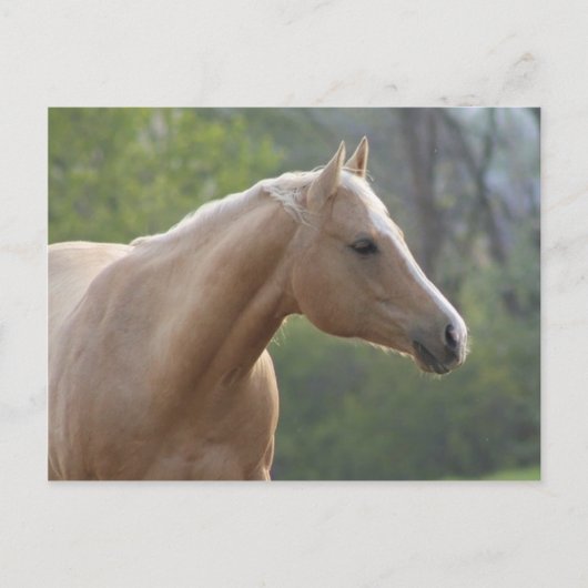 Carte Postale Jessie Rey Freckle (Devant)