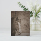 Carte Postale Jeter un regard sur Mare (Debout devant)