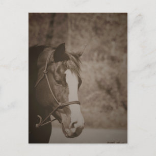 Carte Postale Jeter un regard sur Mare