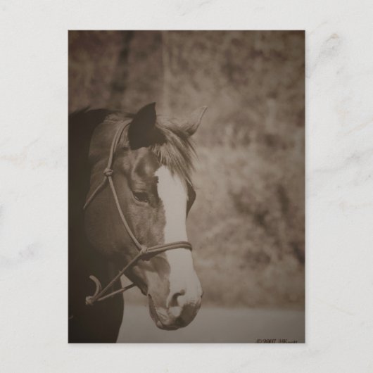 Carte Postale Jeter un regard sur Mare (Devant)