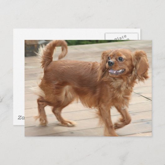 Carte Postale J'Étouffais Mes Choses ! Ruby Cavalier King Charle (Devant / Derrière)
