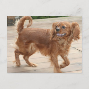 Carte Postale J'Étouffais Mes Choses ! Ruby Cavalier King Charle