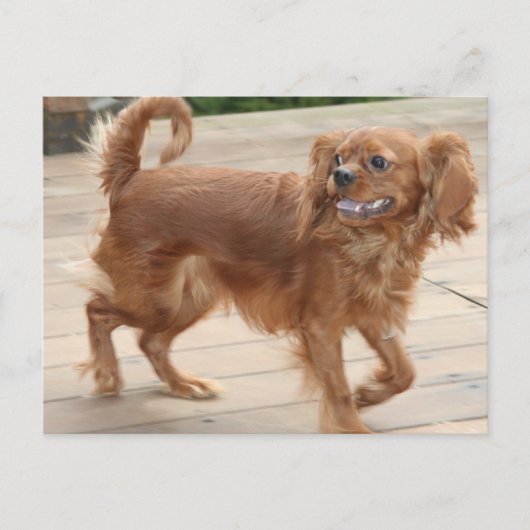 Carte Postale J'Étouffais Mes Choses ! Ruby Cavalier King Charle (Devant)
