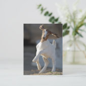 Carte Postale Jeu de chèvre (Debout devant)