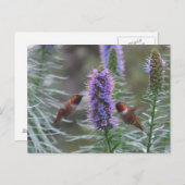 Carte Postale Jeu de colibris (Devant / Derrière)