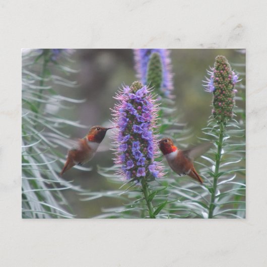 Carte Postale Jeu de colibris (Devant)