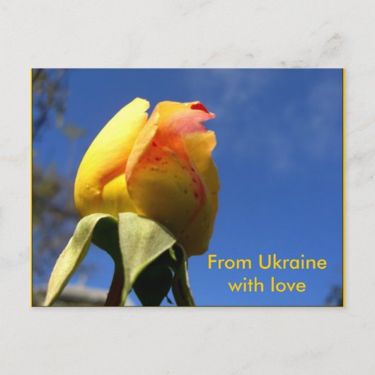Carte Postale Jeu de rose jaune (Devant)