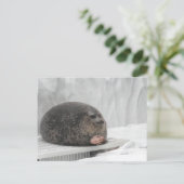 Carte postale Jeu de sceau (Debout devant)