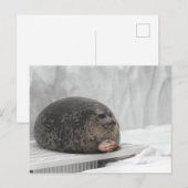 Carte postale Jeu de sceau (Devant / Derrière)