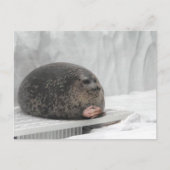 Carte postale Jeu de sceau (Devant)