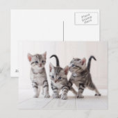 Carte Postale Jeu de Shorthair de trois Américains (Devant / Derrière)