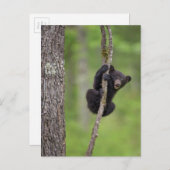 Carte Postale Jeu d'oursons noirs, Tennessee (Devant / Derrière)