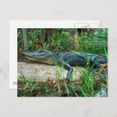 Carte Postale Jeune Alligator (Devant / Derrière)