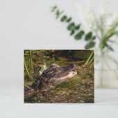 Carte Postale Jeune Alligator (Debout devant)