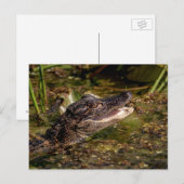 Carte Postale Jeune Alligator (Devant / Derrière)