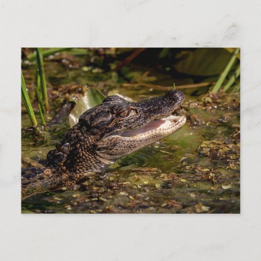 Carte Postale Jeune Alligator (Devant)