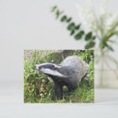 Carte postale Jeune Badger (Debout devant)
