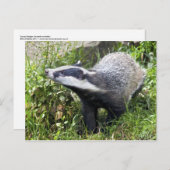 Carte postale Jeune Badger (Devant / Derrière)