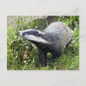Carte postale Jeune Badger (Devant)