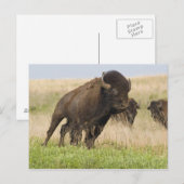 Carte Postale Jeune bison mâle fougueux à la Tallgrass (Devant / Derrière)