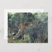 Carte Postale jeune bobcat, centre de l'Oregon (Devant / Derrière)