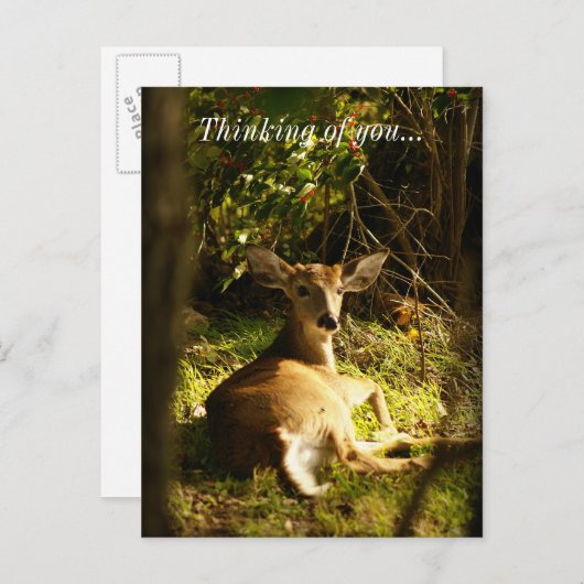 Carte Postale Jeune Buck Dans L'Ombre Penser De Vous (Devant / Derrière)