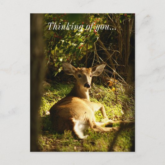 Carte Postale Jeune Buck Dans L'Ombre Penser De Vous (Devant)