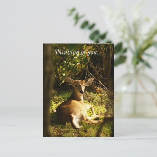 Carte Postale Jeune Buck Dans L'Ombre Penser De Vous (Debout devant)