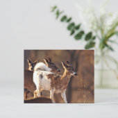 Carte Postale Jeune cerf (Debout devant)