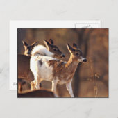 Carte Postale Jeune cerf (Devant / Derrière)