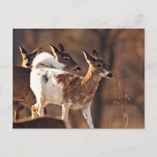 Carte Postale Jeune cerf (Devant)