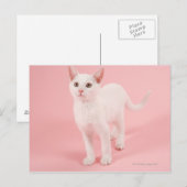 Carte Postale Jeune chat blanc 2 (Devant / Derrière)