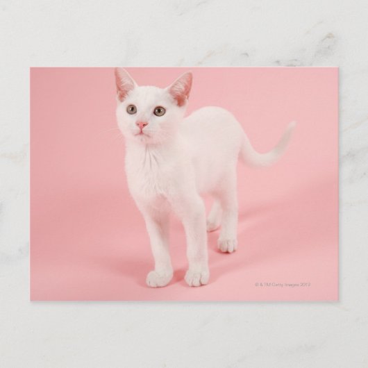Carte Postale Jeune chat blanc 2 (Devant)