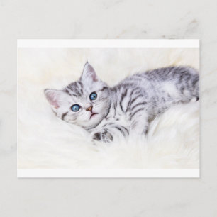 Carte Postale Jeune chat tacheté en argent tabby allongé sur pea