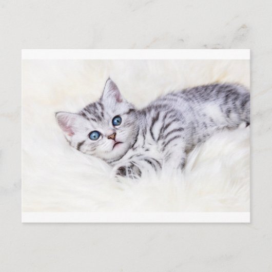 Carte Postale Jeune chat tacheté en argent tabby allongé sur pea (Devant)