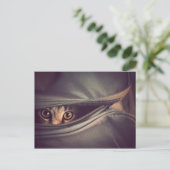 Carte Postale Jeune chaton tigré (Debout devant)