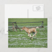 Carte Postale Jeune Cheval Courant (Devant / Derrière)