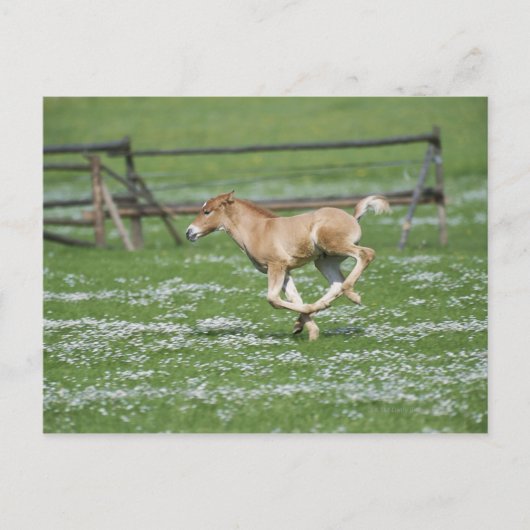 Carte Postale Jeune Cheval Courant (Devant)