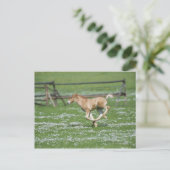 Carte Postale Jeune Cheval Courant (Debout devant)