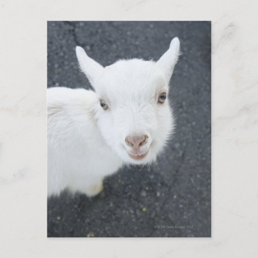 Carte Postale Jeune chèvre (Devant)