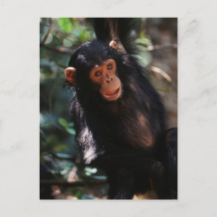 Carte Postale Jeune Chimpanzé