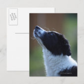 Carte Postale jeune chip Border Collie (Devant / Derrière)