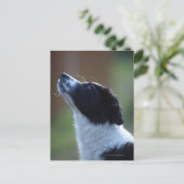 Carte Postale jeune chip Border Collie (Debout devant)