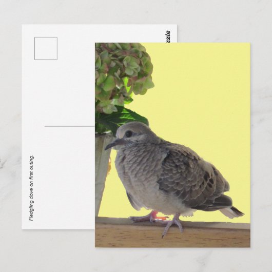 Carte postale - Jeune colombe (Devant / Derrière)