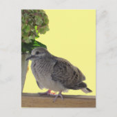 Carte postale - Jeune colombe (Devant)