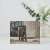 Carte Postale Jeune éléphant curieux (Debout devant)