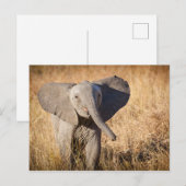 Carte Postale Jeune éléphant de savane (Devant / Derrière)