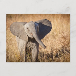 Carte Postale Jeune éléphant de savane