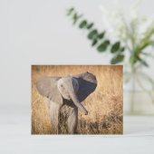 Carte Postale Jeune éléphant de savane (Debout devant)