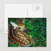 Carte Postale Jeune faon (Devant / Derrière)